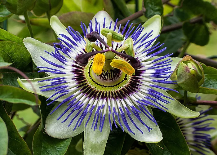 Casa Elena Konukevi 2*